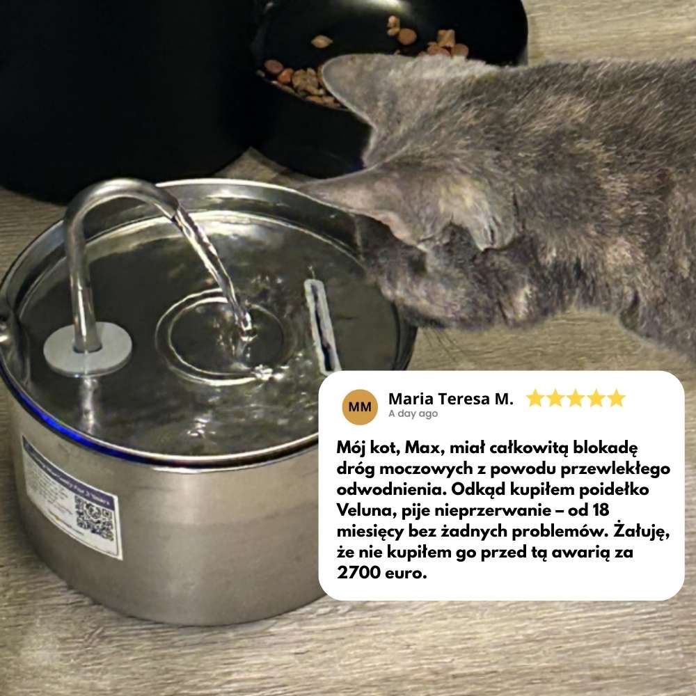 Fontanna wodna dla kotów