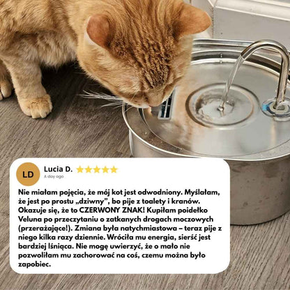 Fontanna wodna dla kotów