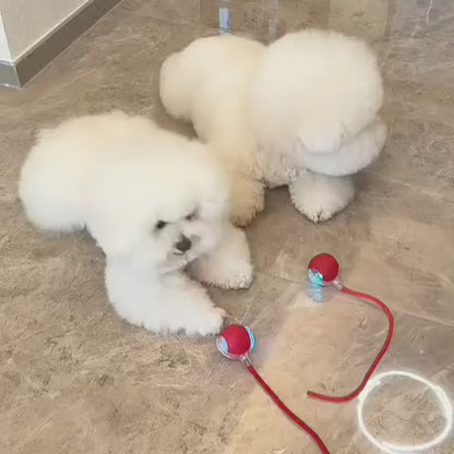 SmartCahse - Inteligentna i interaktywna piłka dla psa